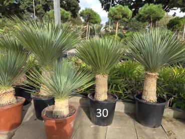 Yucca-Rostrata-Nr-30