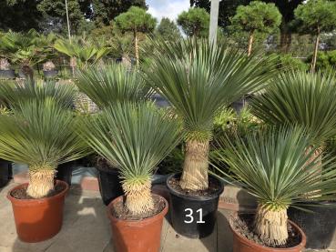 Yucca-Rostrata-Nr-31