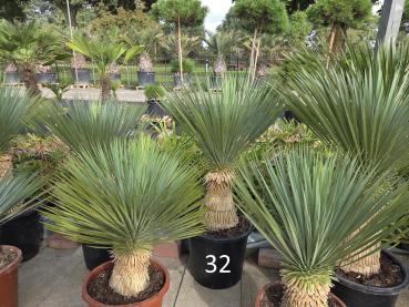 Yucca-Rostrata-Nr-32