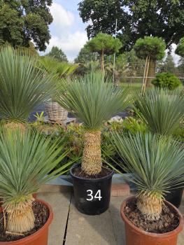 Yucca-Rostrata-Nr-34
