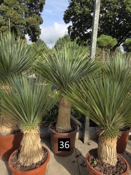 Yucca-Rostrata-Nr-36