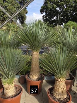 Yucca-Rostrata-Nr-37