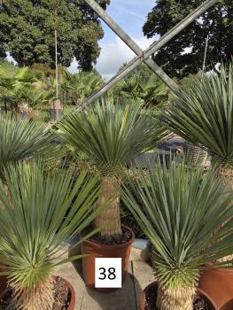 Yucca-Rostrata-Nr-38