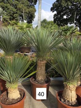 Yucca-Rostrata-Nr-40