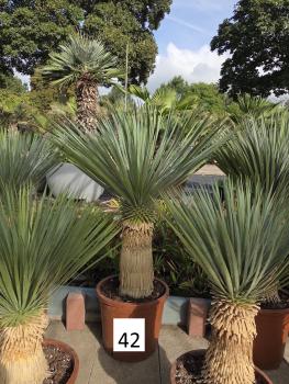 Yucca-Rostrata-Nr-42