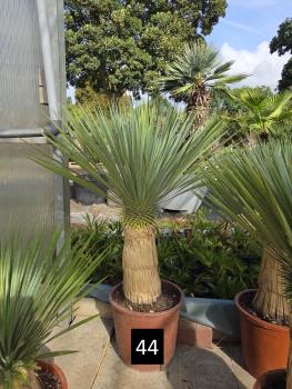 Yucca-Rostrata-Nr-44