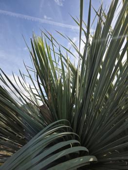 Preview: Yucca Rostrata 260 cm 4 Köpfe -  genau die mit der Nr.3 im Bild.