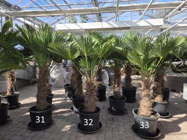 Trachycarpus Wagnerianus Nr.31