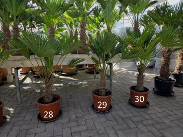 Trachycarpus-Wagnerianus-Nr-28