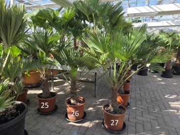 Trachycarpus Wagnerianus Nr.25