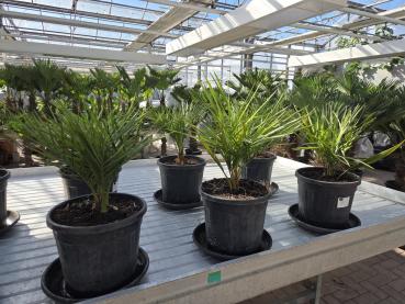 Honigpalme-Jubaea-Chilensis-60cm.