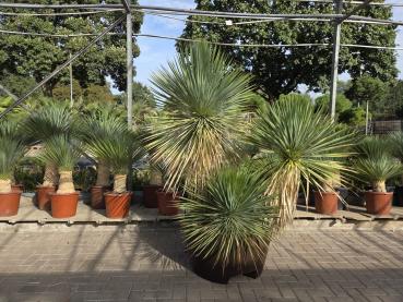 Yucca-Rostrata45