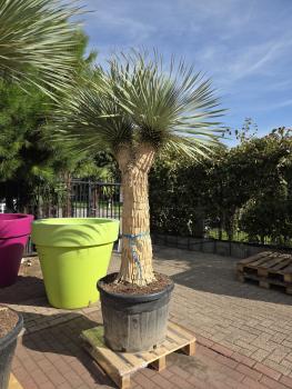 Yucca-Rostrata3