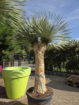 Preview: Yucca Rostrata 260 cm 4 Köpfe -  genau die mit der Nr.3 im Bild.