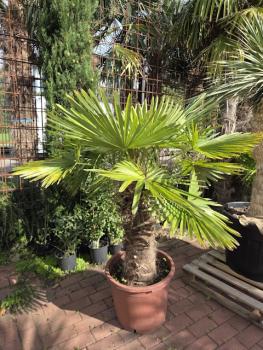 Trachycarpus24