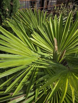 Preview: Trachycarpus variegata marmor 140 cm genau die Nr.24