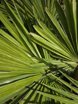 Trachycarpus variegata marmor 140 cm genau die Nr.24
