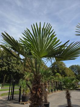 Preview: Winterharte Hanfpalme Trachycarpus Fortunei 290 cm Nr.19