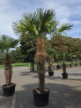 Trachycarpus-Fortunei20