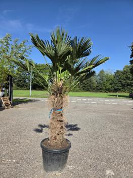 Winterharte Hanfpalme Trachycarpus Wagnerianus 210 cm ↑ genau die Nr.23 im Bild.