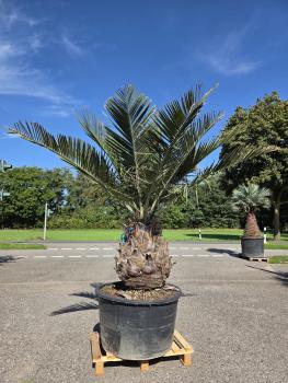Honigpalme-Jubaea-Chilensis1