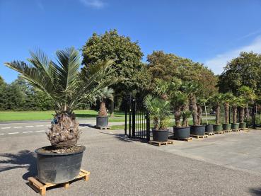 Preview: Honigpalme Jubaea Chilensis 250cm - 80 cm Stamm - Winterharte Palme
