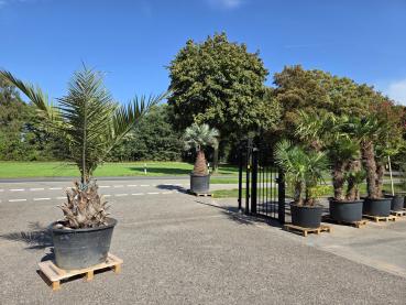 Honigpalme-Jubaea-Chilensis2