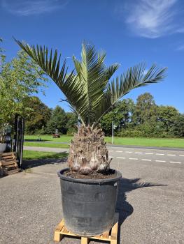Honigpalme-Jubaea-Chilensis3