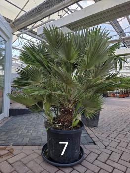 Chamaerops-Vulcano-7