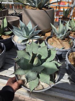 Agave-parryi-var-parryi-1