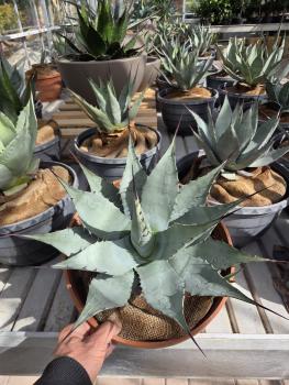 Winterharte-Agave-Neomexicana-Nr-2