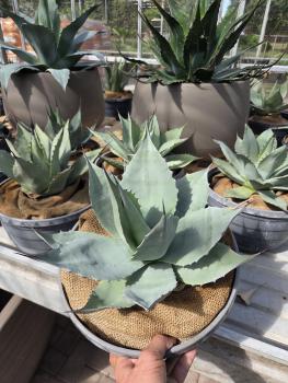 Winterharte-Agave-ovatifolia-Nr-4