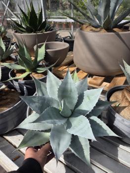 Winterharte-Agave-ovatifolia-Nr-5