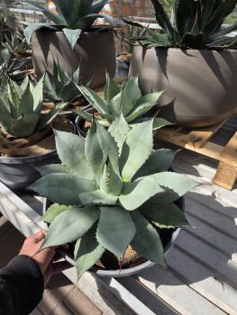 Agave-parryi-var-parryi-7