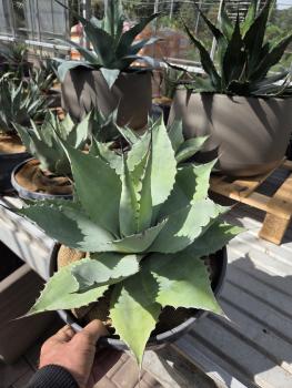 Winterharte-Agave-ovatifolia-Nr-8