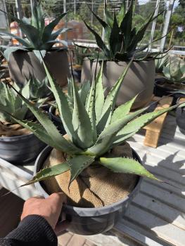 Agave-havardiana-Big-Bend-Giant-Nr-9