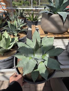Agave-parryi-var-parryi-10