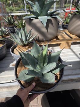 Winterharte-Agave-Havardiana-Nr-11
