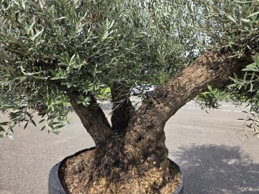 Preview: Olivenbaum 3 fach geteilt  (ca. 180 Jährig) Mega Olivenbaum Nr.202