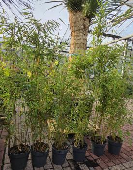 Fargesia-robusta-Campbell-140-160cm
