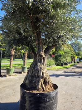Preview: Olivenbaum XXL 300 cm  (+200 Jährig) Mega Olivenbaum Nr.200