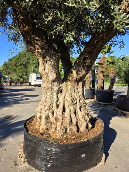 Preview: Olivenbaum XXL 320 cm  (ca. 250 Jährig) Mega Olivenbaum Nr.199