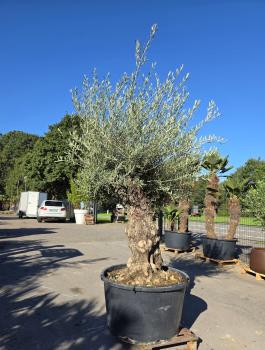 Preview: Olivenbaum Hojiblanca  260 cm -  (ca. 130 Jährig) dickem Stamm - Nr.206