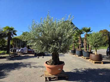 Preview: Olivenbaum Hojiblanca  240 cm -  (ca. 100 Jährig) riesige Blattkrone - Nr.221