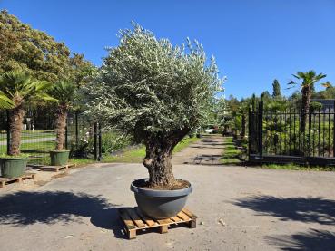 Olivenbaum-Hojiblanca--Nr-224
