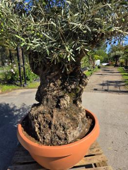 Preview: Olivenbaum Hojiblanca  240 cm -  (ca. 130 Jährig) dickem Stamm - Nr.225