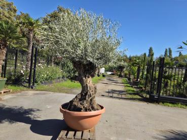Preview: Olivenbaum Hojiblanca  240 cm -  (ca. 130 Jährig) dickem Stamm - Nr.226