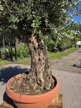 Preview: Olivenbaum Picual  240 cm -  (ca. 100 Jährig) dickem Stamm - Nr.229