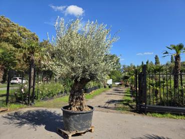 Olivenbaum-Hojiblanca--Nr-230