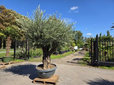 Olivenbaum-Hojiblanca--Nr-231